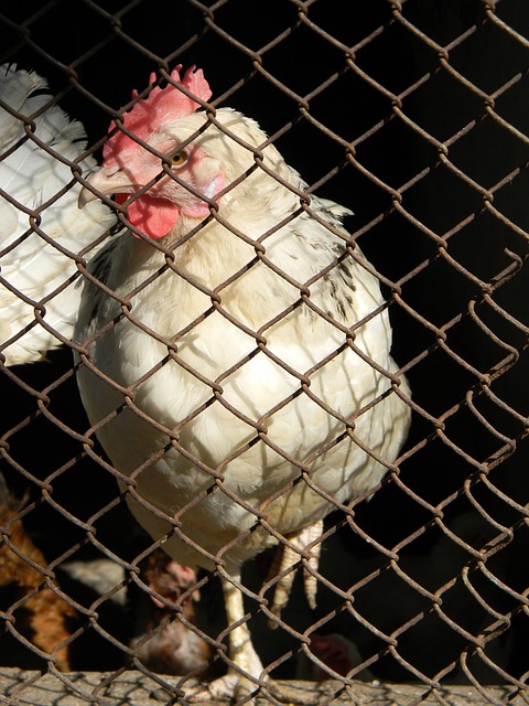 样的高额薪 样的高额薪
