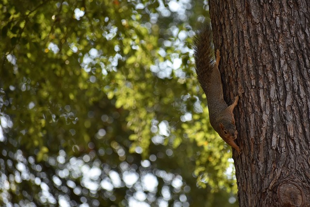 以丰富的比 以丰富的比